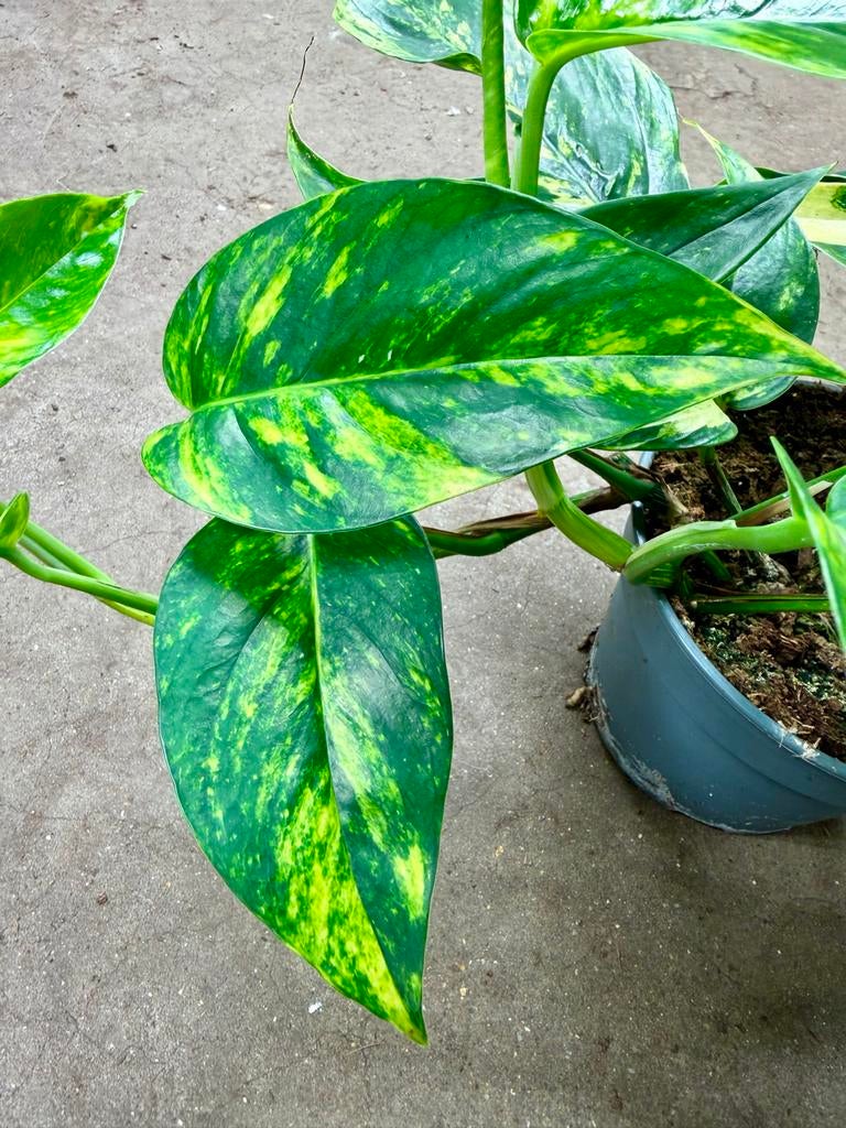 Epipremnum Gold Finger P17, Vaste plant, Ophalen of Verzenden, Bloeit niet, Halfschaduw