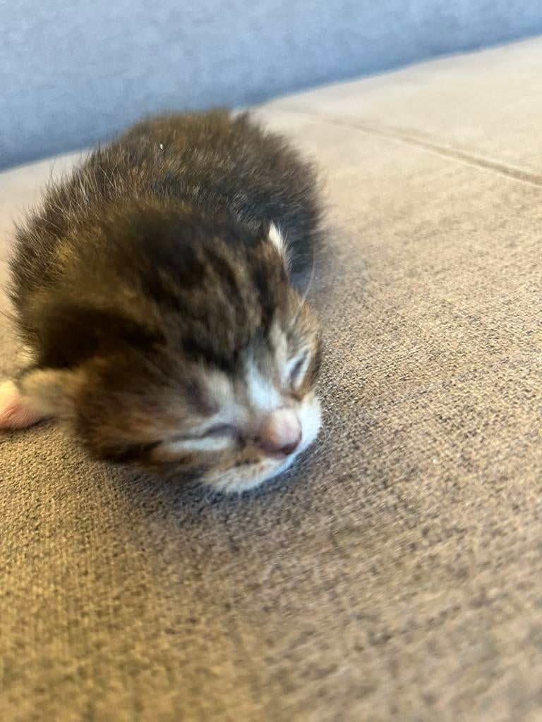 Super schattige kittens, Dieren en Toebehoren, Katten en Kittens | Overige Katten, Poes