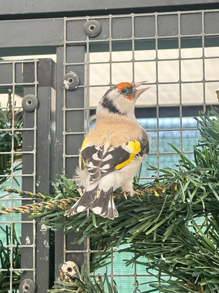 Eumo witkeel putter pop van 2024, Dieren en Toebehoren, Vrouwelijk, Wildzangvogel, Geringd