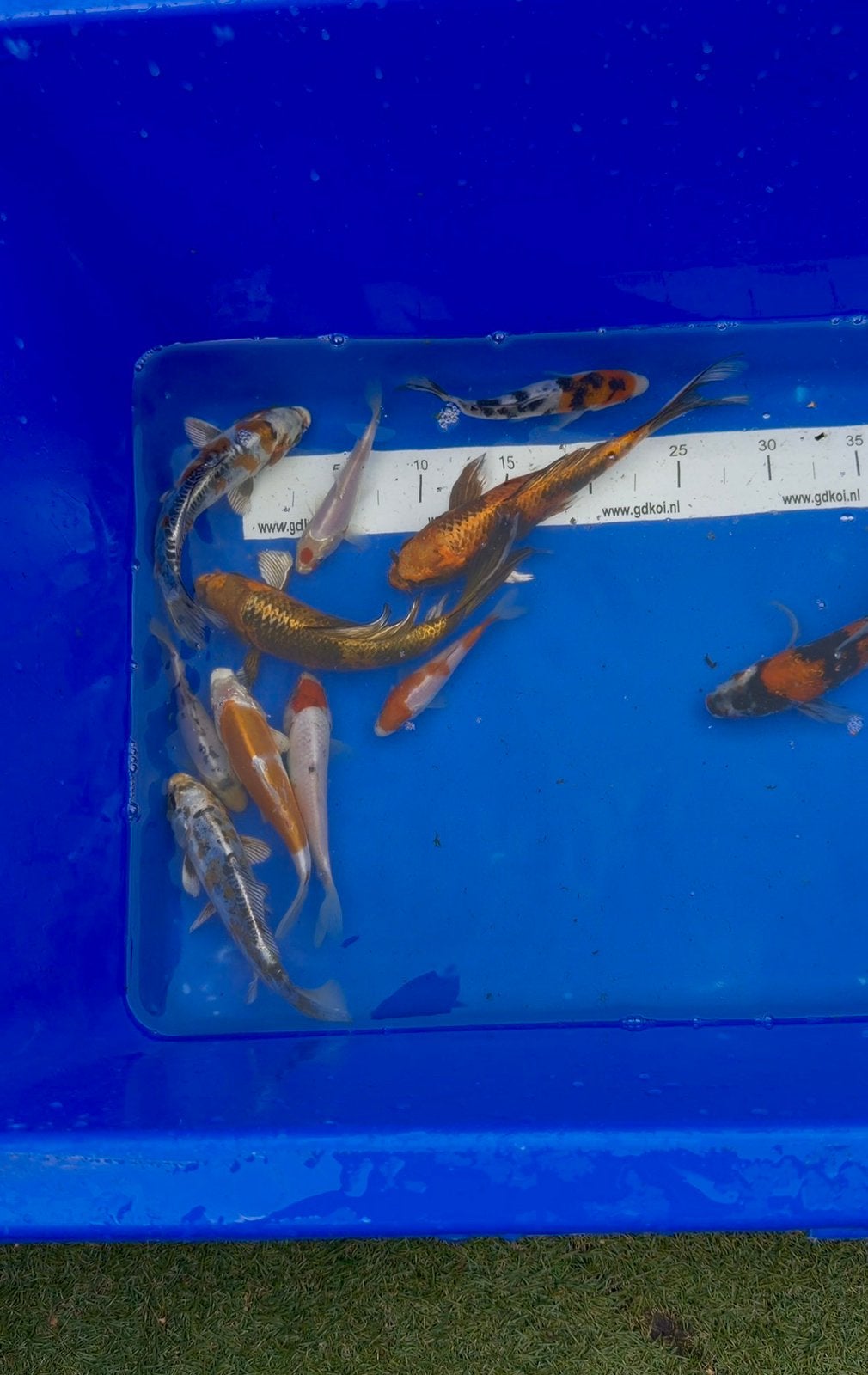 Koi karper dagactie 11x, Karper of Koi