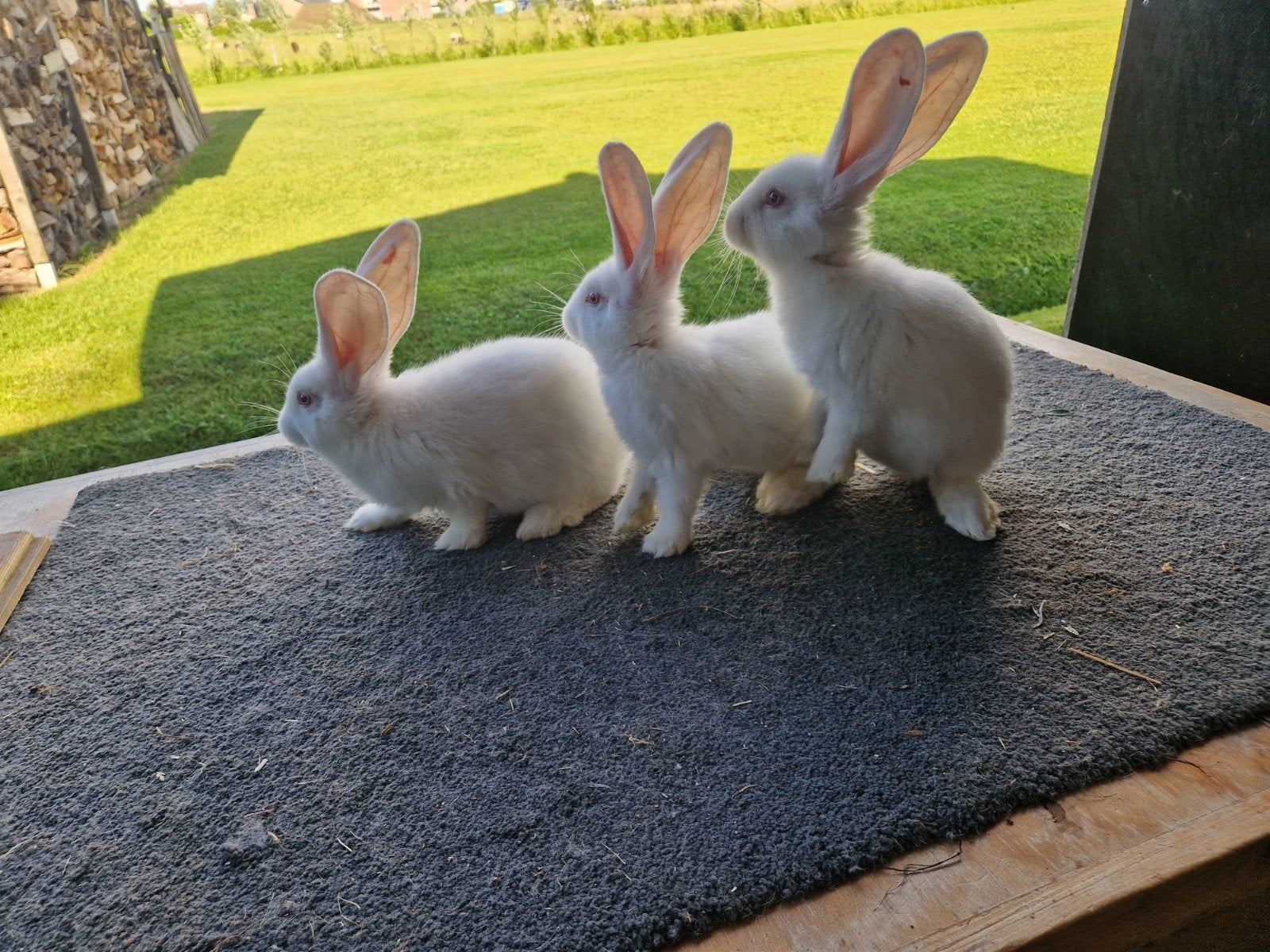 Vlaamse Reuzen, Meerdere dieren, Groot, 0 tot 2 jaar