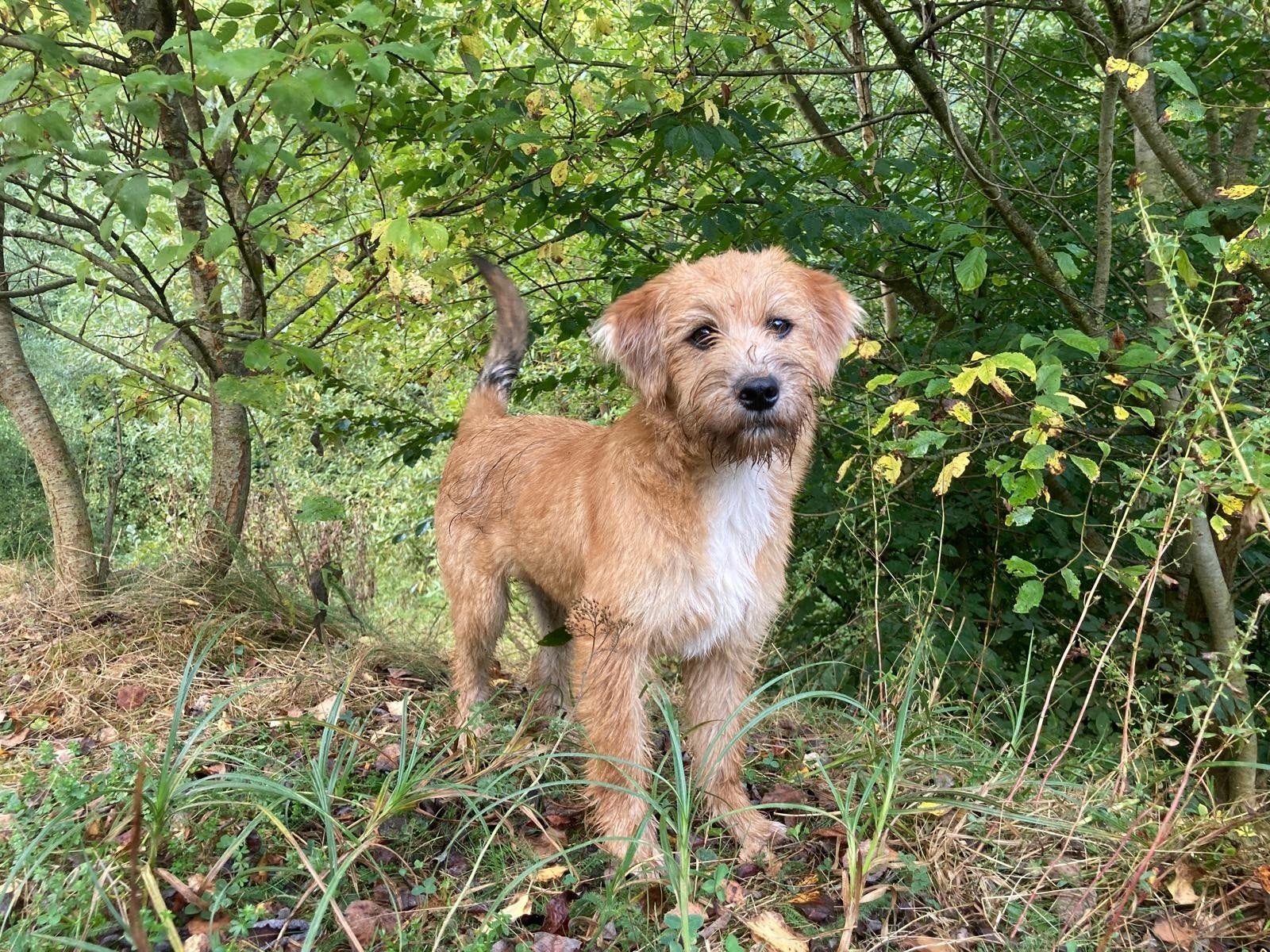Milo is ter adoptie!, 15 weken tot 1 jaar, Buitenland, Eén hond, Klein