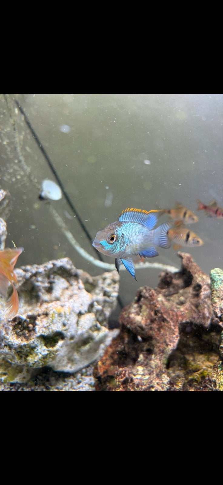 2x blue acara