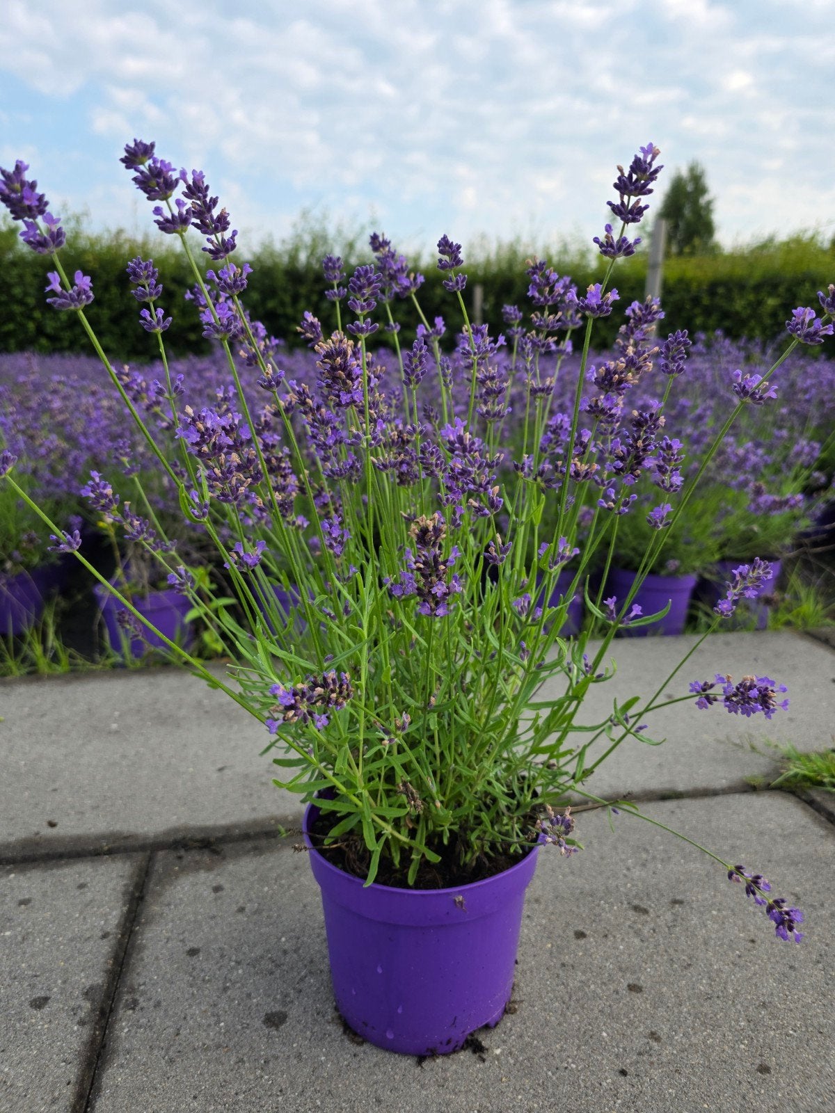 Mooie partij grote lavendel, Volle zon, Vaste plant, Zomer, Ophalen