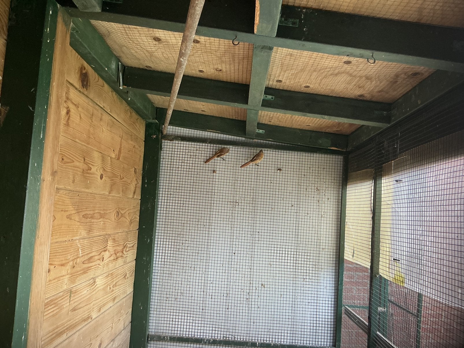 Te koop baard mannektjes, Dieren en Toebehoren, Mannelijk, Parkiet