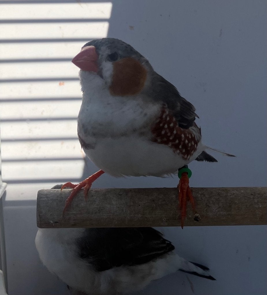 Zebravink koppel Witborst/Grijs, Meerdere dieren, Tropenvogel, Geringd