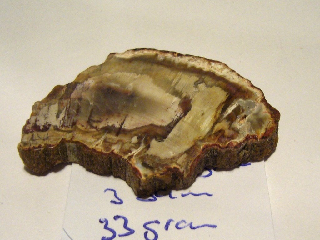 versteend hout schijf petrified wood 10 of 15 gram boomstam, Ophalen of Verzenden