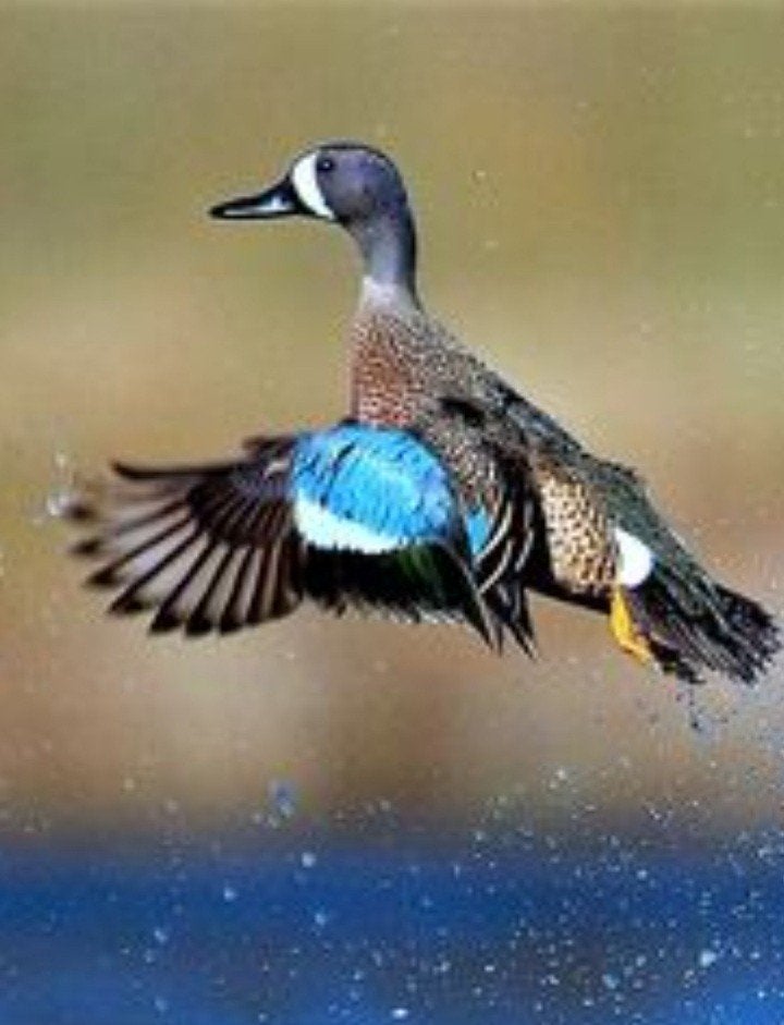 Blauwvleugeltaling Eenden, Dieren en Toebehoren, Pluimvee, Meerdere dieren, Eend
