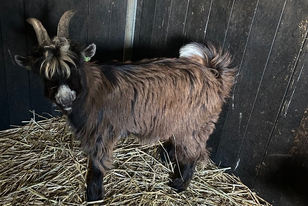 Landgeit bok, Mannelijk, Geit, 0 tot 2 jaar