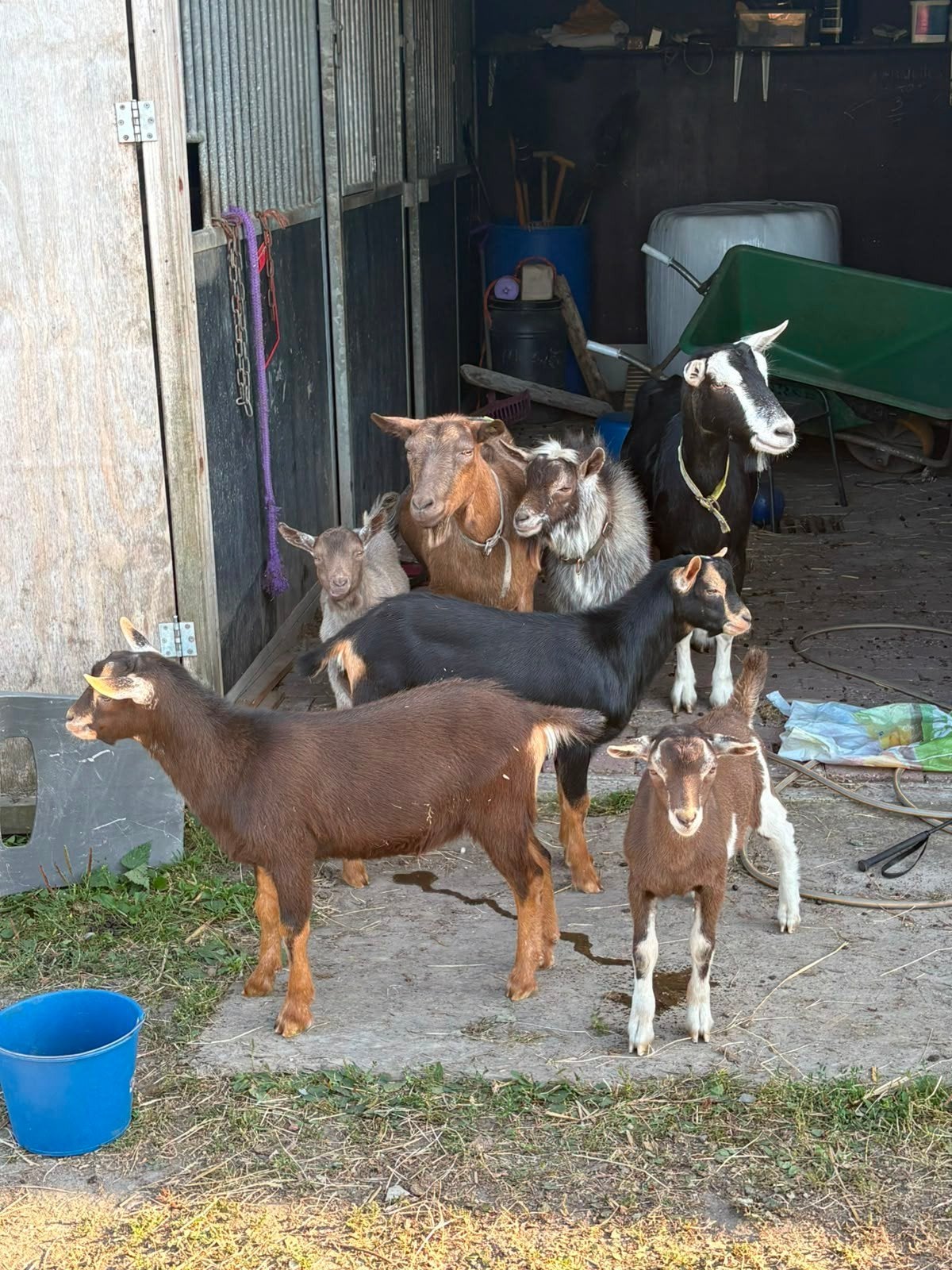 3 lieve bokjes zoeken jou, Mannelijk, Geit