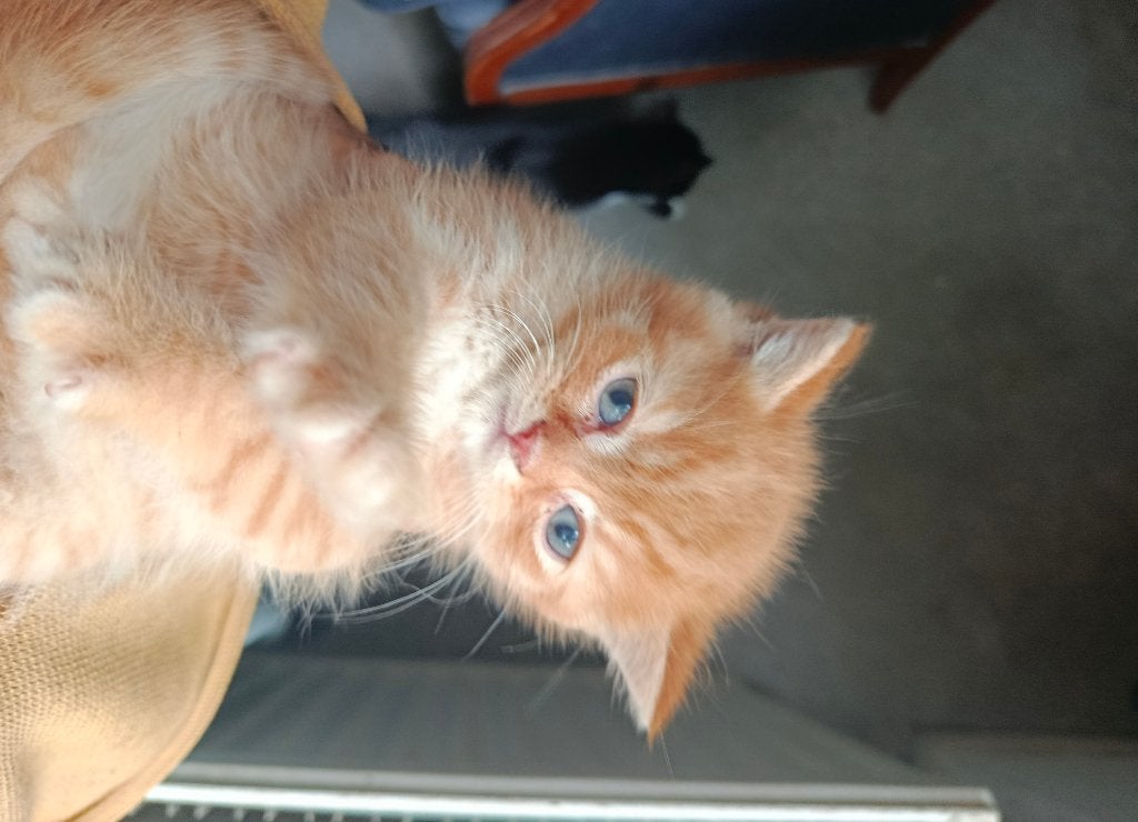 100% Britse korthaar kittens (diverse kleuren) :D, Dieren en Toebehoren, Katten en Kittens | Raskatten | Korthaar, Meerdere dieren