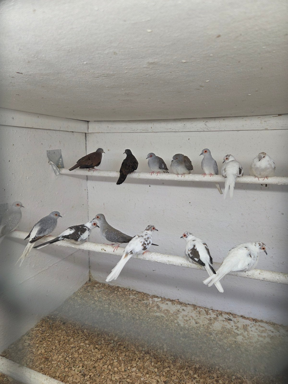 koppel talpacoti duifjes, Meerdere dieren, Overige soorten