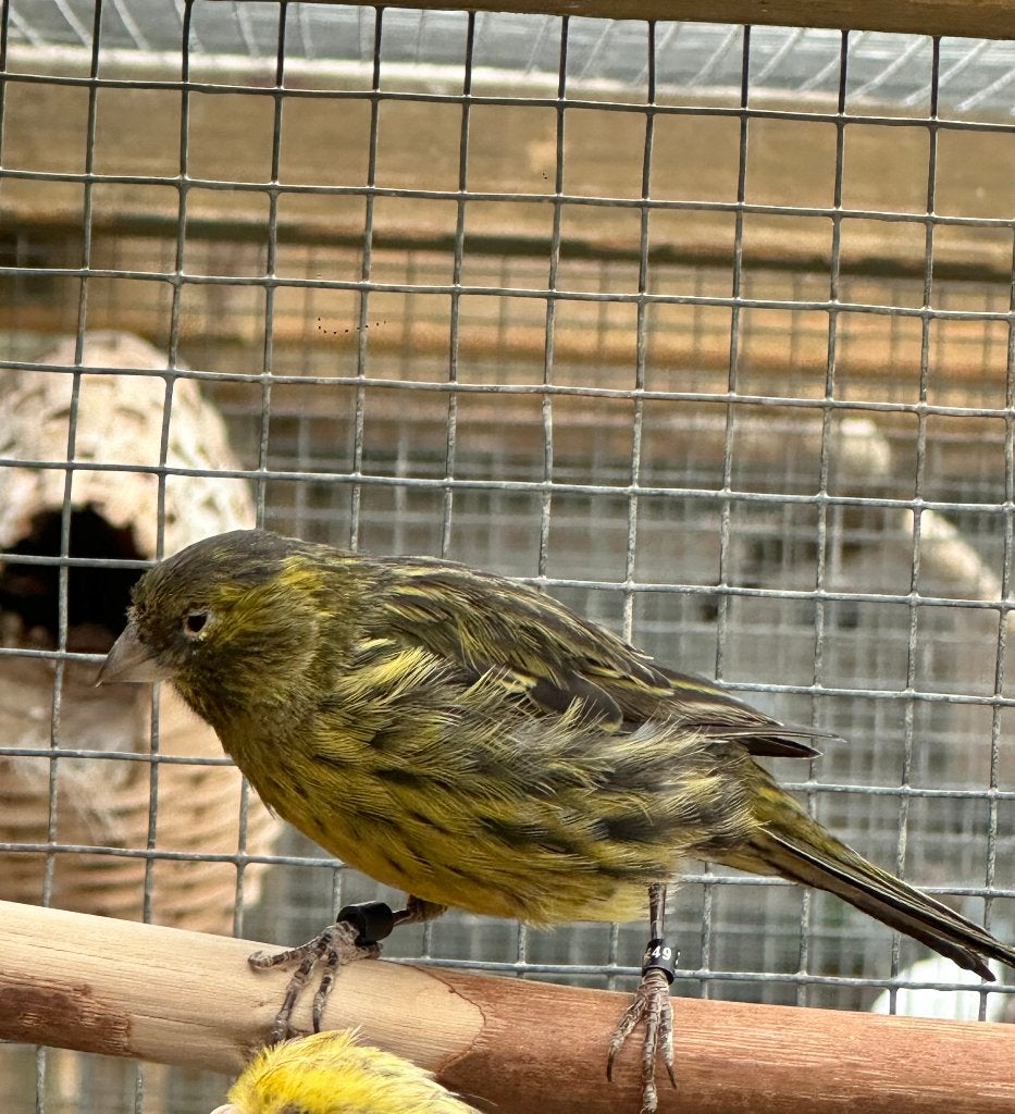 Zwart gele kanaries, Dieren en Toebehoren, Vogels | Kanaries, Kleurkanarie, Meerdere dieren