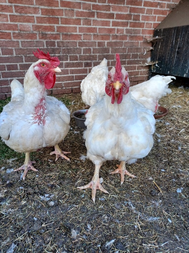 Vleeskippen,, Vrouwelijk, Kip