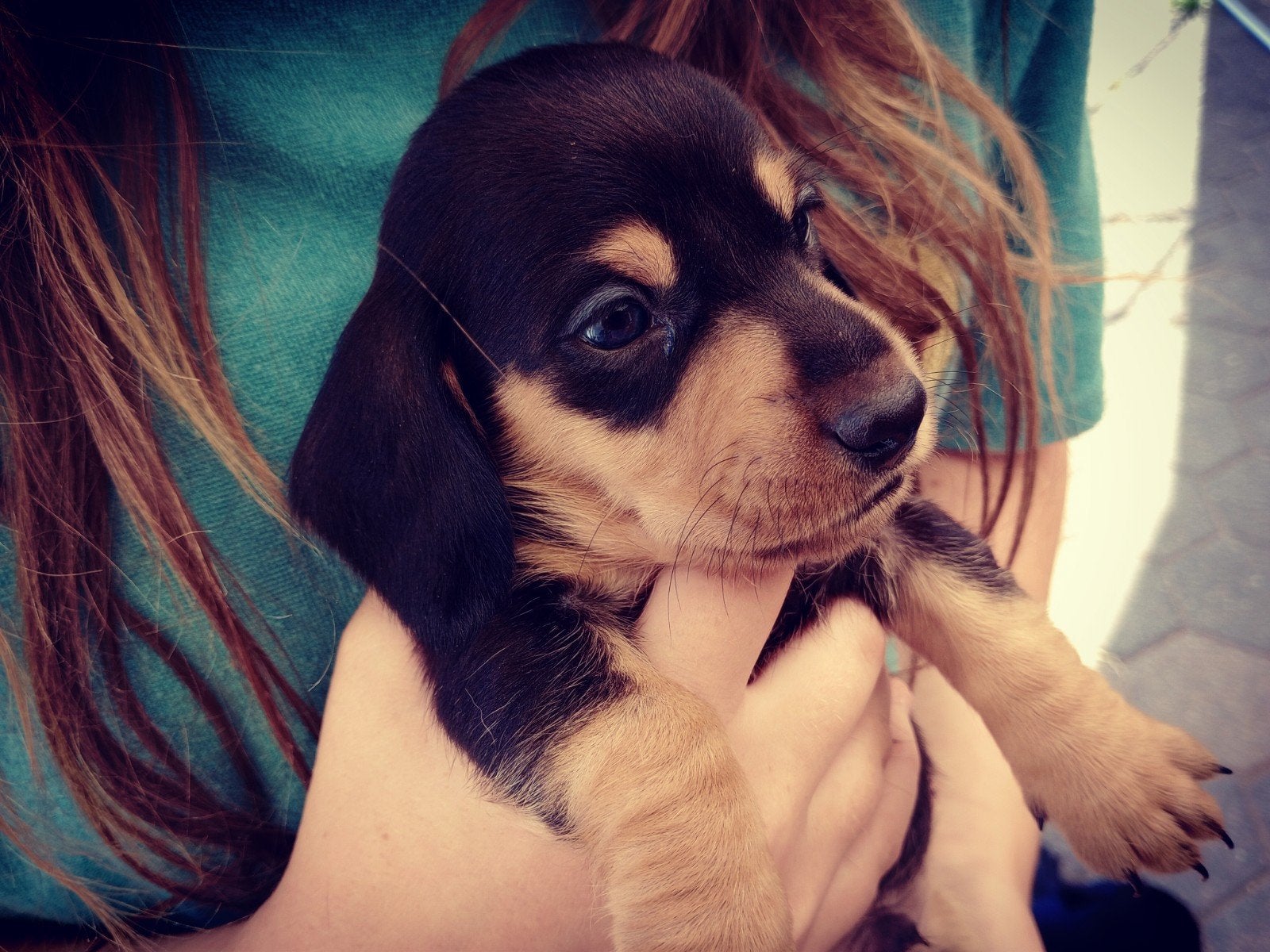 Teckelpups Reutjes Black & Tan 🚩 LAATSTE TWEE, Dieren en Toebehoren, Honden | Teckels en Dashonden, Kaninchen, Parvo, Reu, 8 tot 15 weken