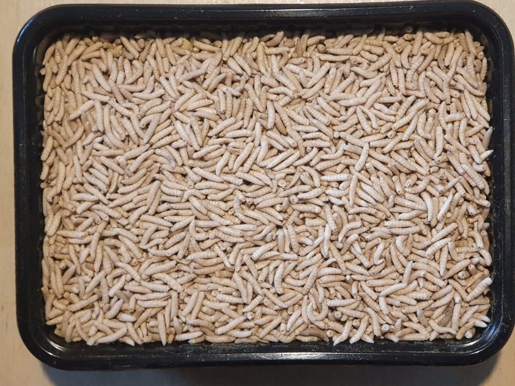 Diepvries voedseldieren te bestellen bij csreptiles Venlo, Ophalen of Verzenden, Nieuw