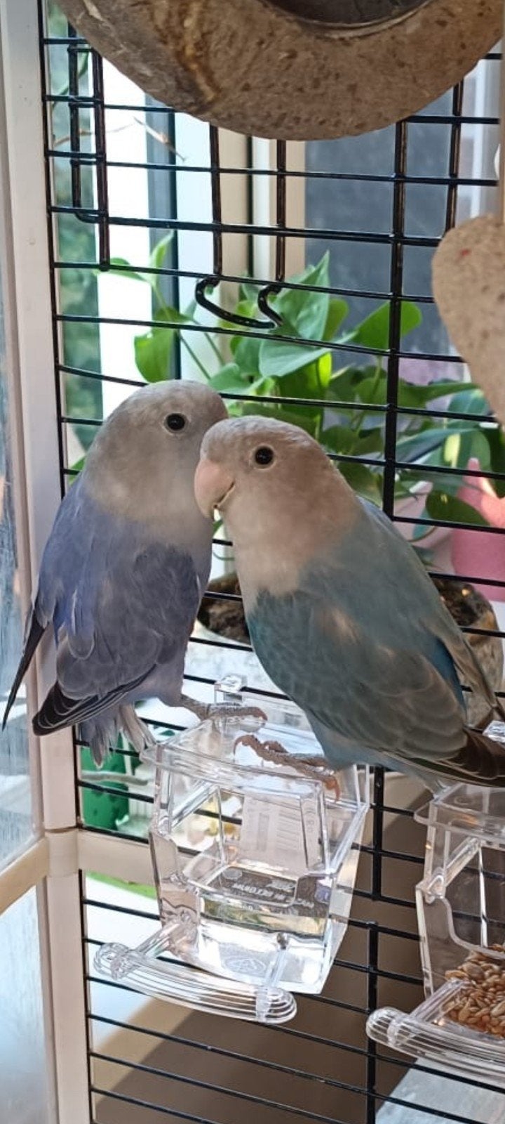 2 agapornissen, mannetje en popje, ong 5 maanden, Dieren en Toebehoren, Vogels | Parkieten en Papegaaien, Meerdere dieren, Dwergpapegaai of Agapornis