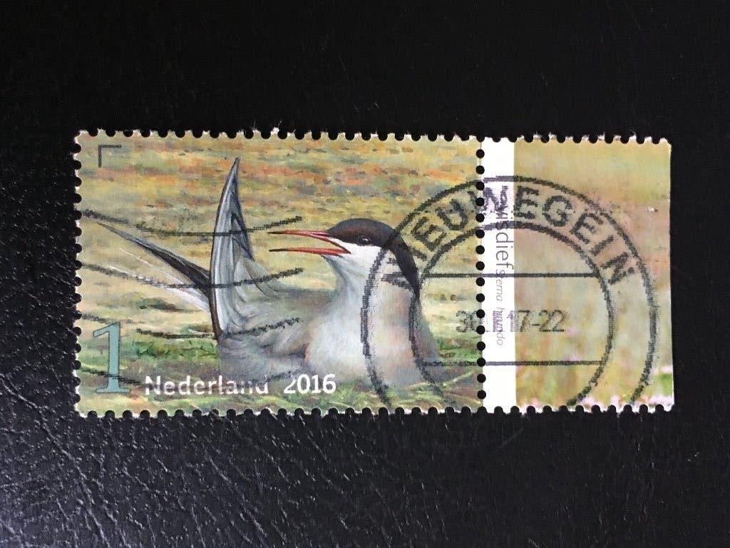 2009 Nederland 2016 NVPH 3408 Griend, Visdief met tab gestem, Ophalen of Verzenden, Na 1940, Gestempeld