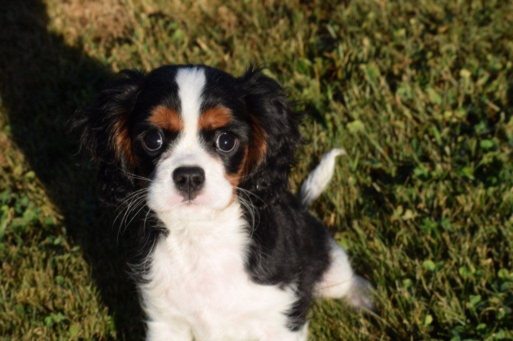 Cavalier King Charles spaniel pup laatste uit nestje, 15 weken tot 1 jaar, Reu, Buitenland, Parvo