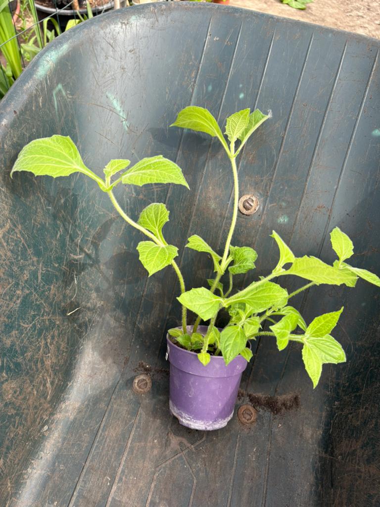 Yakon / Appelwortel, Ophalen, Groenteplanten, Volle zon