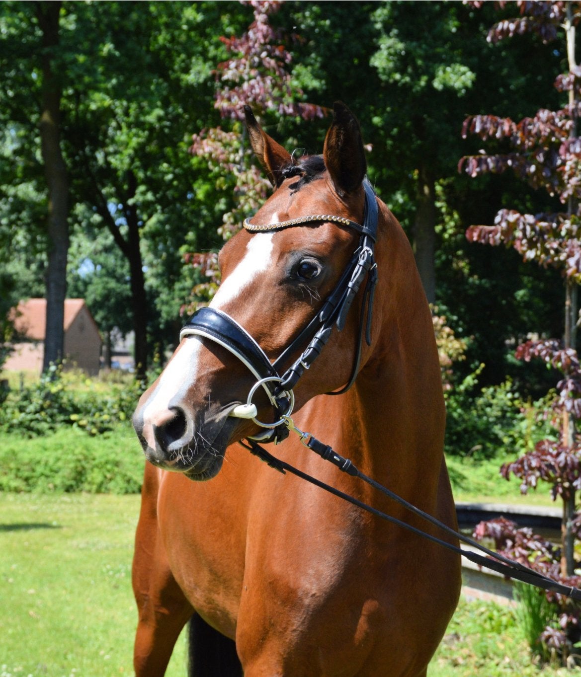 Super mooi Koning x Vivaldi merrie, Dieren en Toebehoren, Paarden, Merrie, Dressuurpaard, 3 tot 6 jaar