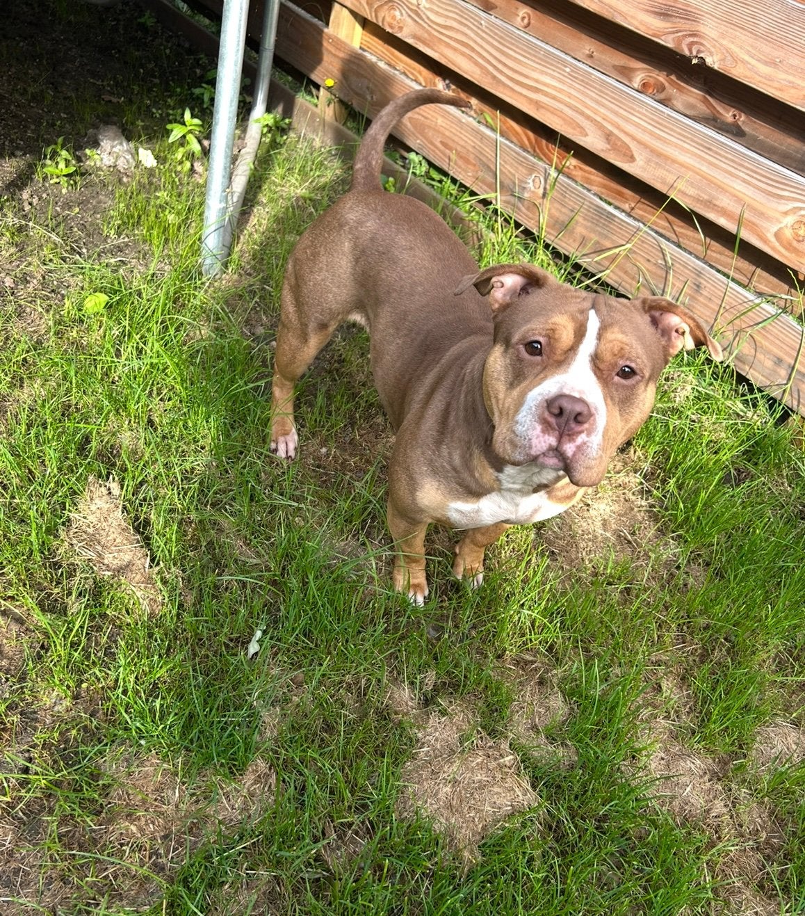 American pocket bully teefje zoekt een gouden mandje ️, Overige rassen, 1 tot 2 jaar, Teef, Parvo