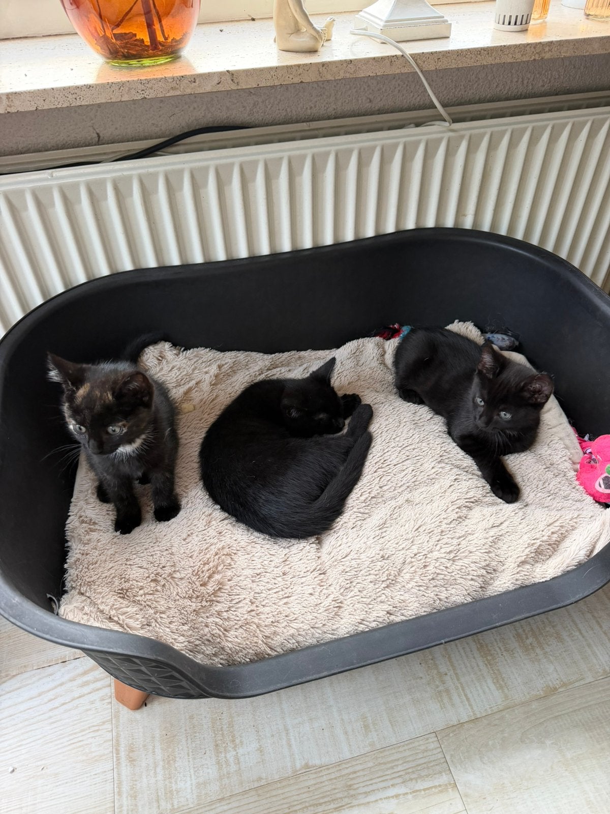 2 Lieve kittens ( katers)  zoeken een nieuw huis, Meerdere dieren