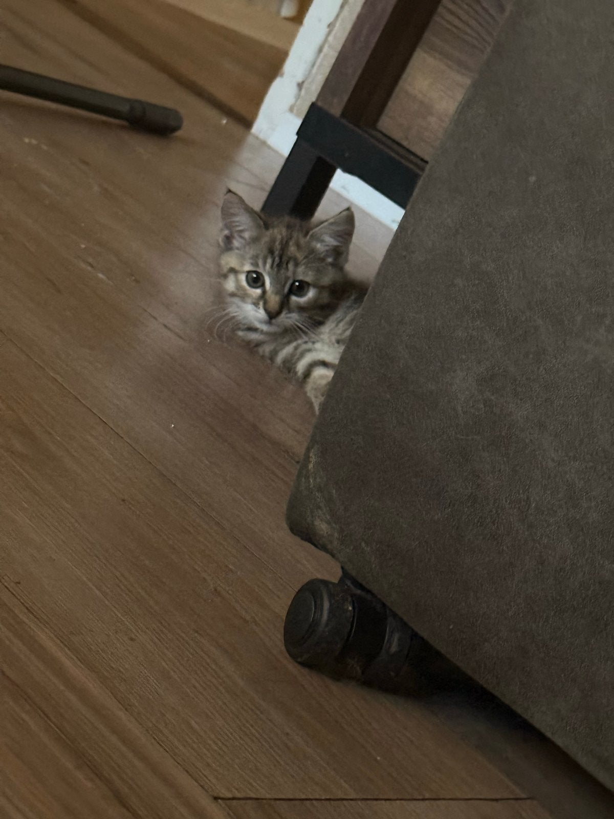 Laatste kitten (vrouwtje), Poes