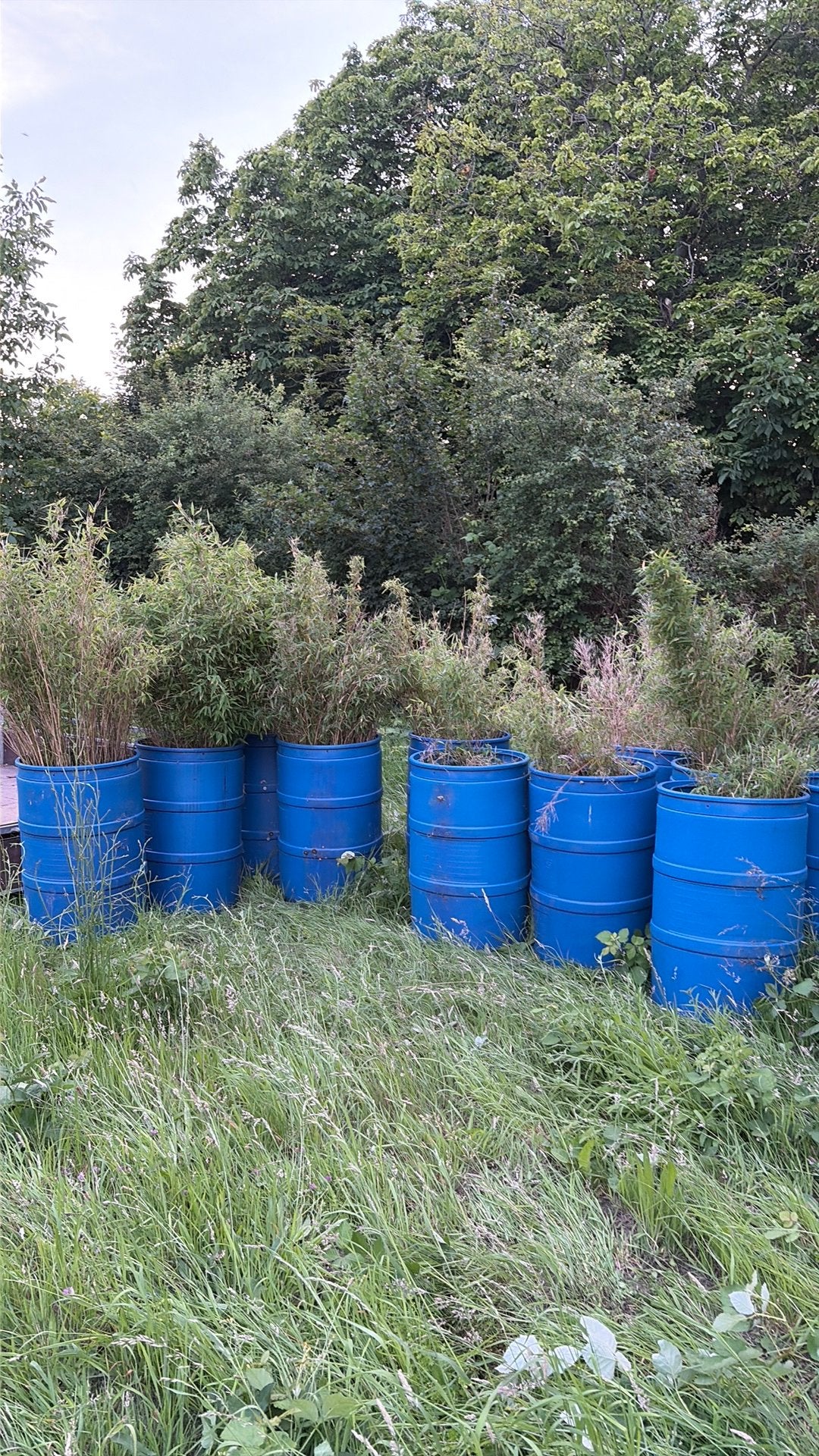 Bamboe in blauwe vaten 11 stuks totaal. Totaalprijs, Vaste plant, Siergrassen, Ophalen of Verzenden, Bloeit niet
