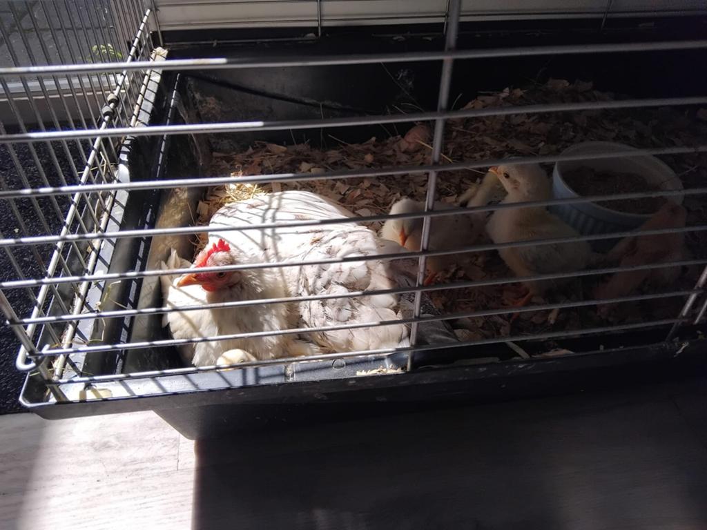 Te koop kip kriel met 5 kuikens 2 week oud, Dieren en Toebehoren, Pluimvee