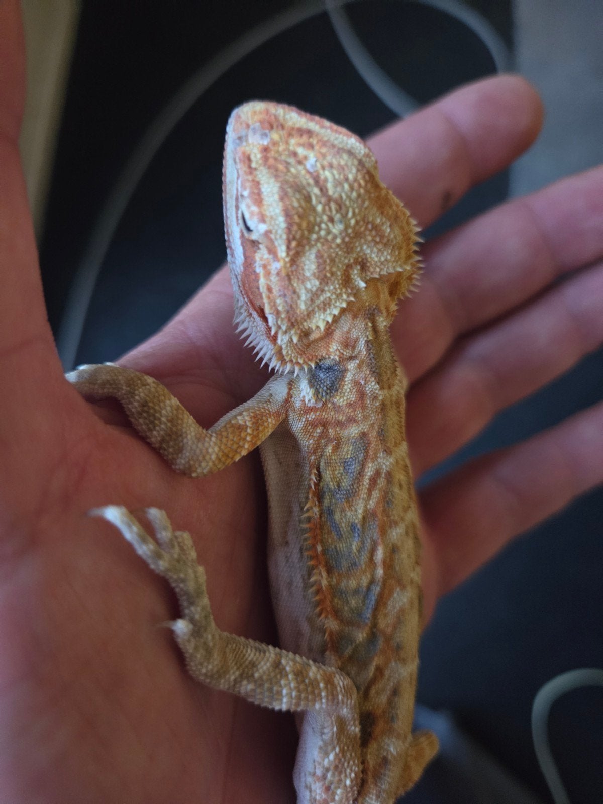 Baardagaam Pogona Vitticeps Hypo Red Orange Tiger Bearded Dragon photo 3