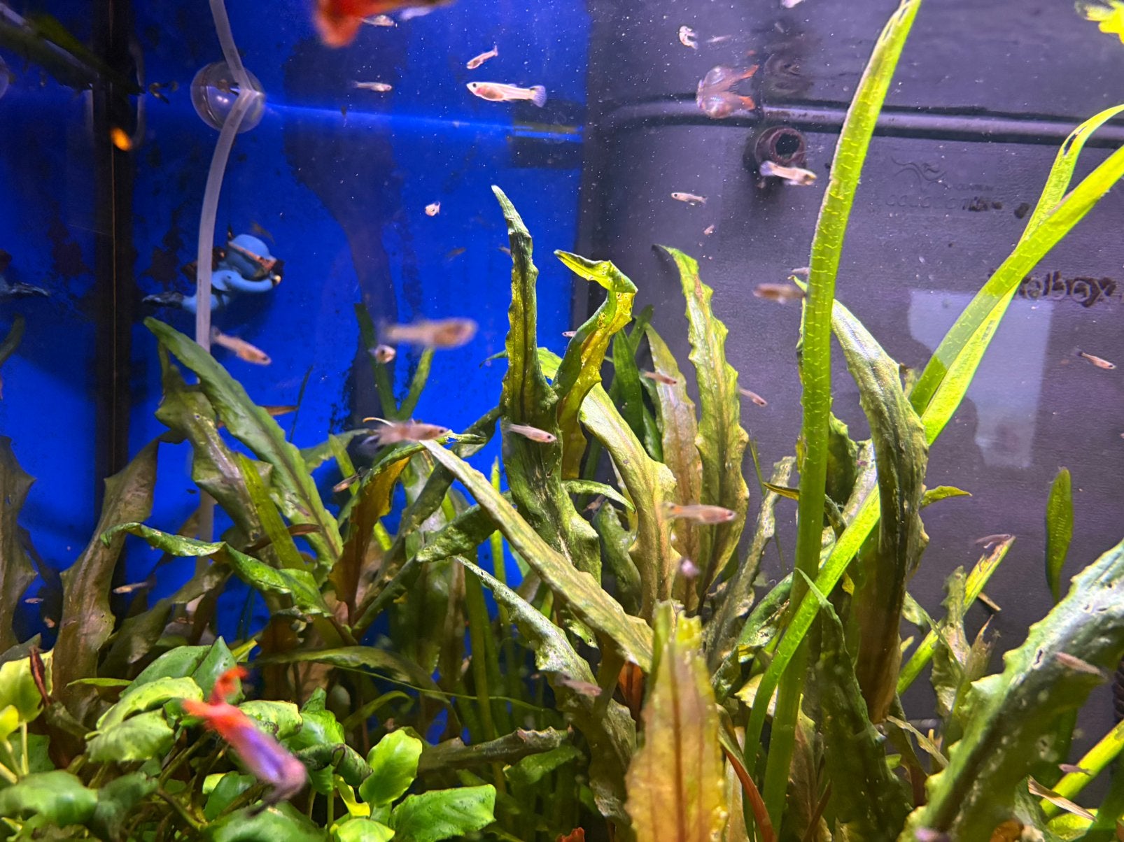 Guppen, Dieren en Toebehoren, Vis