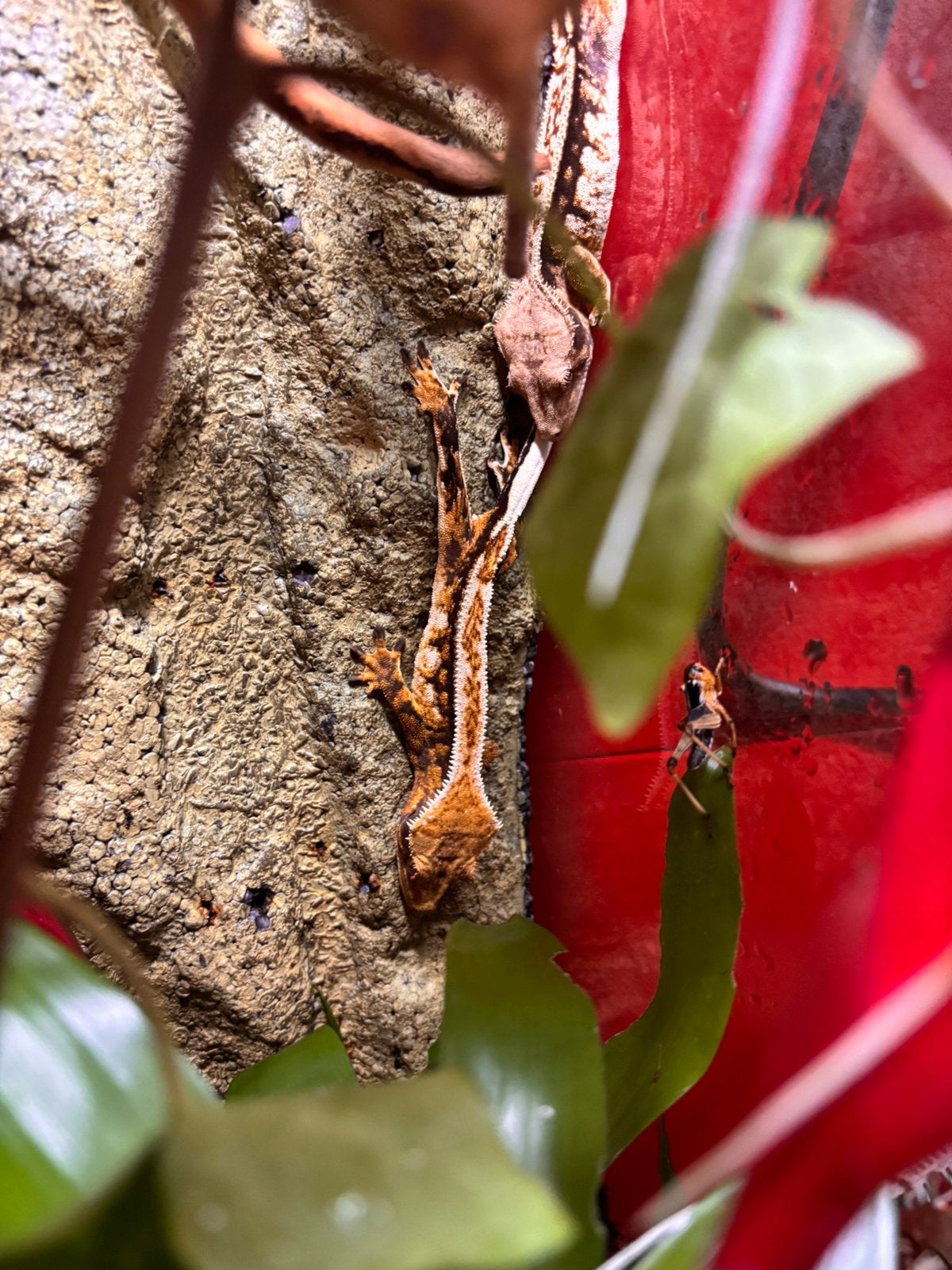 Wimper gekko Crested Gecko photo 2
