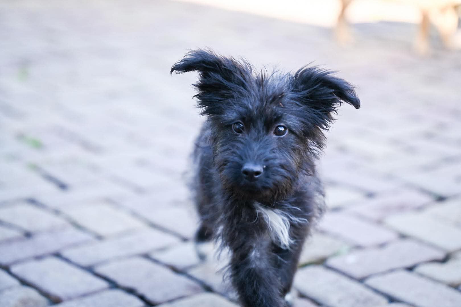 Kleine medium terrier mix teefjes 4 maanden, Particulier, 15 weken tot 1 jaar, Buitenland, Teef