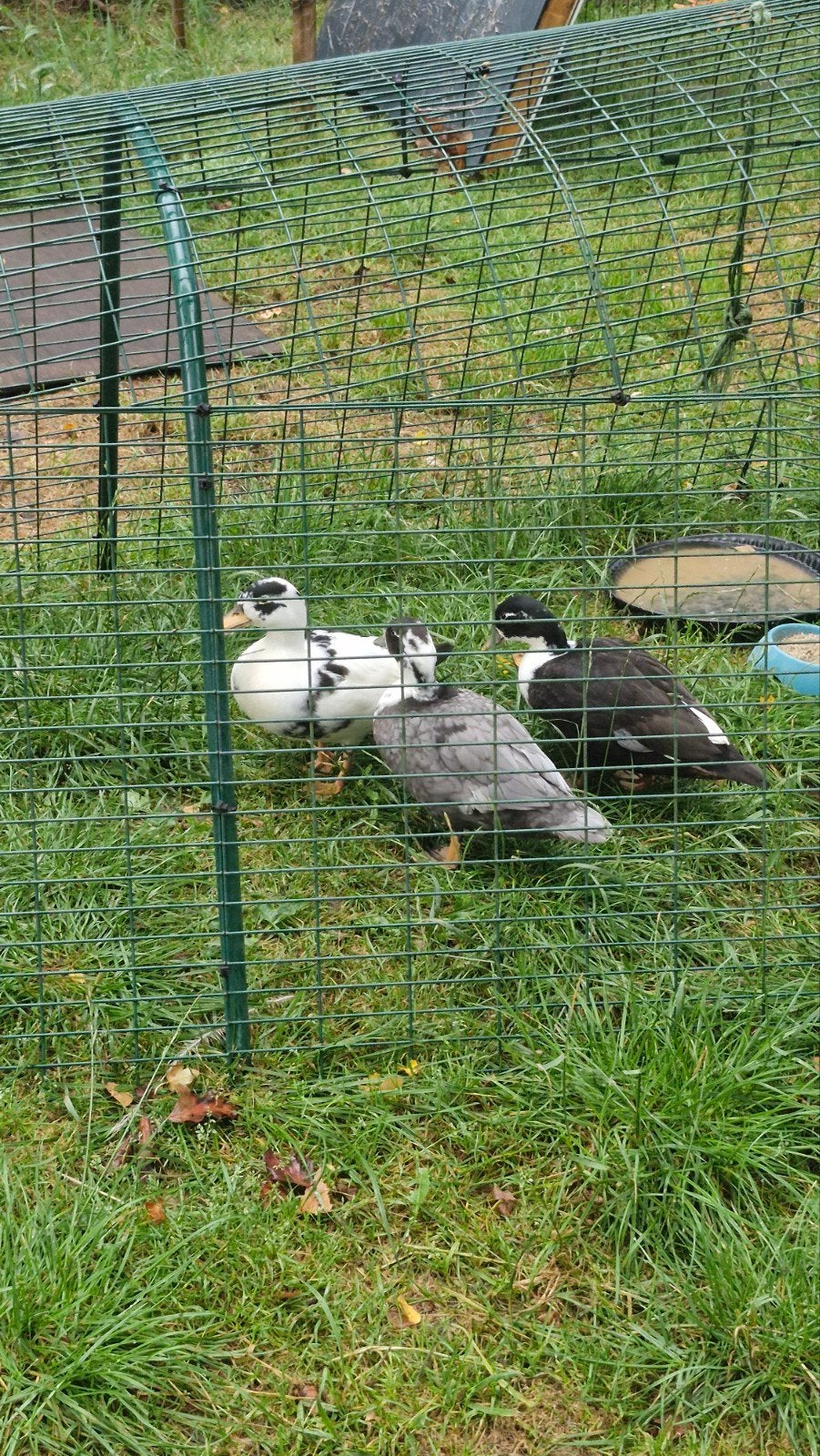 jonge kwakers, 1 man 2 vrouwen., Meerdere dieren, Eend
