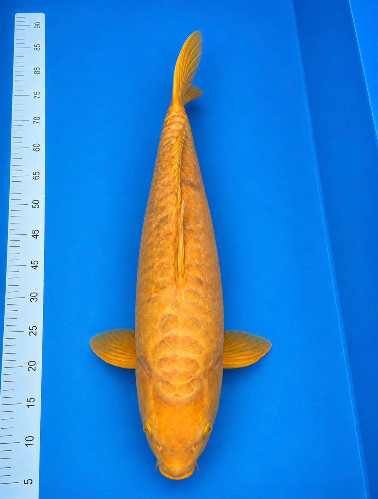 Japanse koi Doitsu Karashigoi Marusei / hirasawa, Dieren en Toebehoren, Karper of Koi