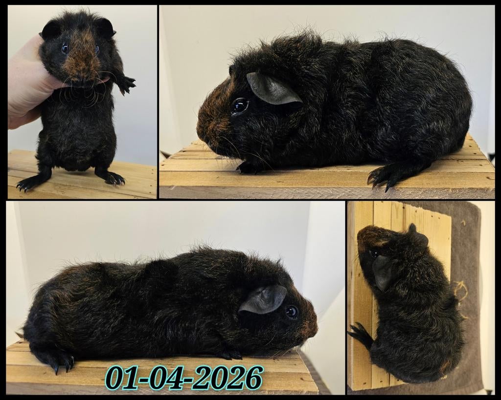 Skinnydrager cavia beertje, Dieren en Toebehoren, Cavia, April, Mannelijk, Tam