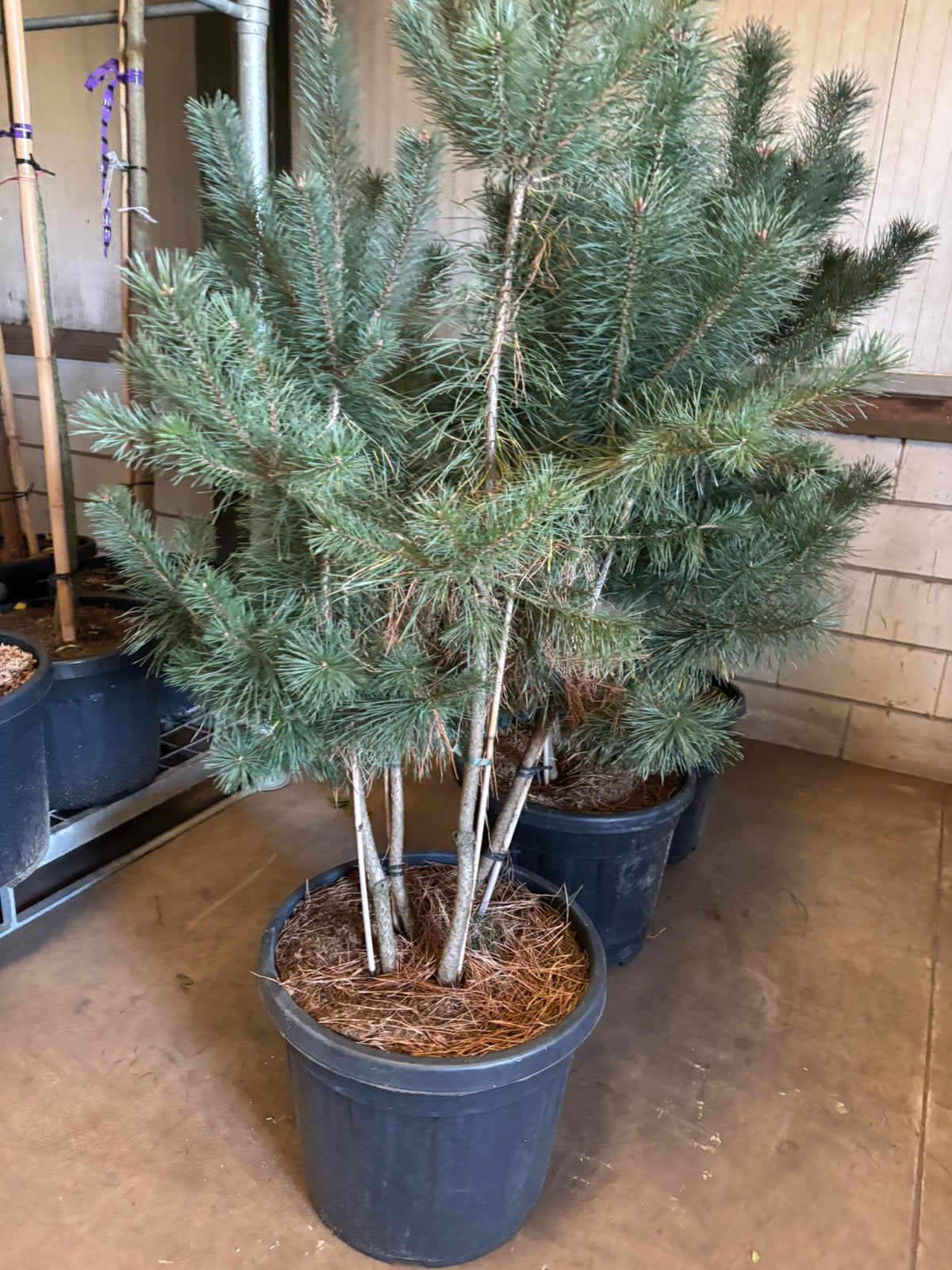 Pinus sylvestris – Meerstammige grove den, Tuin en Terras, In pot, Bloeit niet, Halfschaduw, 100 tot 250 cm