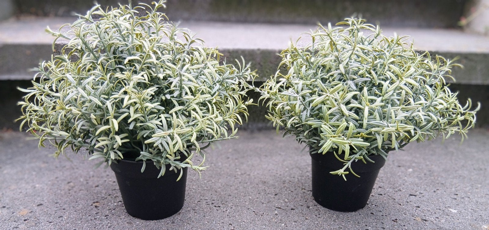 2 Kunstplanten, Ophalen of Verzenden