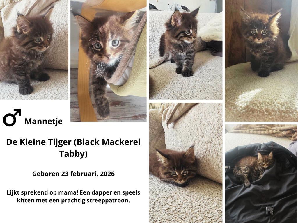 Prachtige Maine Coon Kittens Sociaal & Liefdevol Opgegroeid, Meerdere dieren, Gechipt, 0 tot 2 jaar