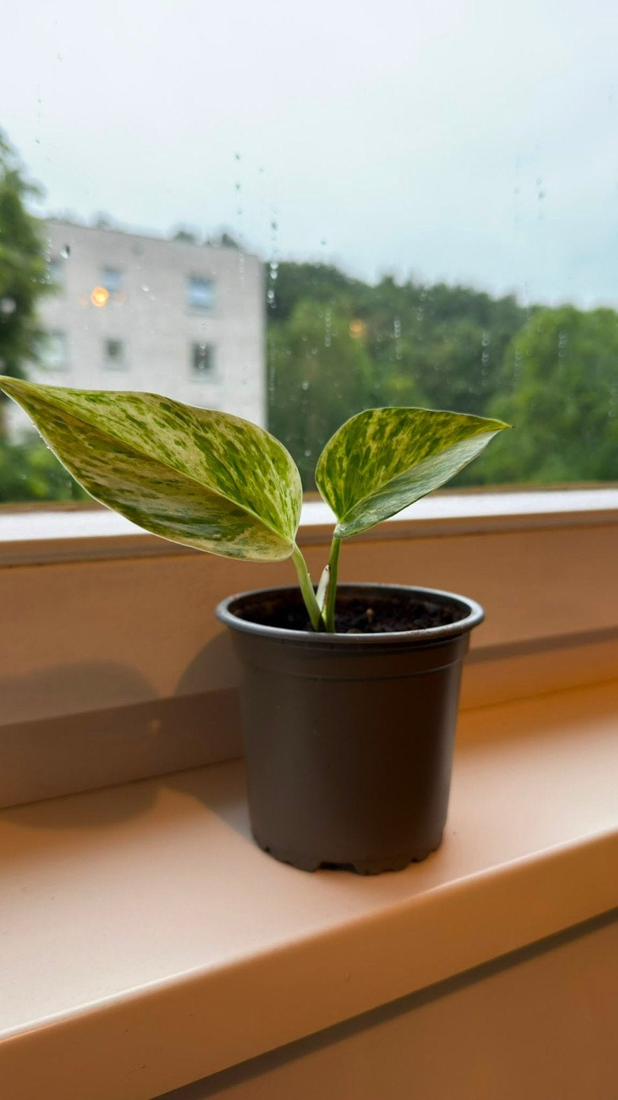 Kamerplant stekje in pot, Huis en Inrichting, Ophalen, Overige soorten, Halfschaduw, In pot