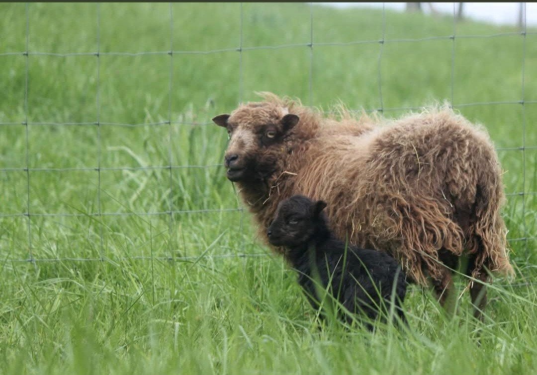 Zwoegervrij ouessant ooien en rammen, Meerdere dieren, Schaap