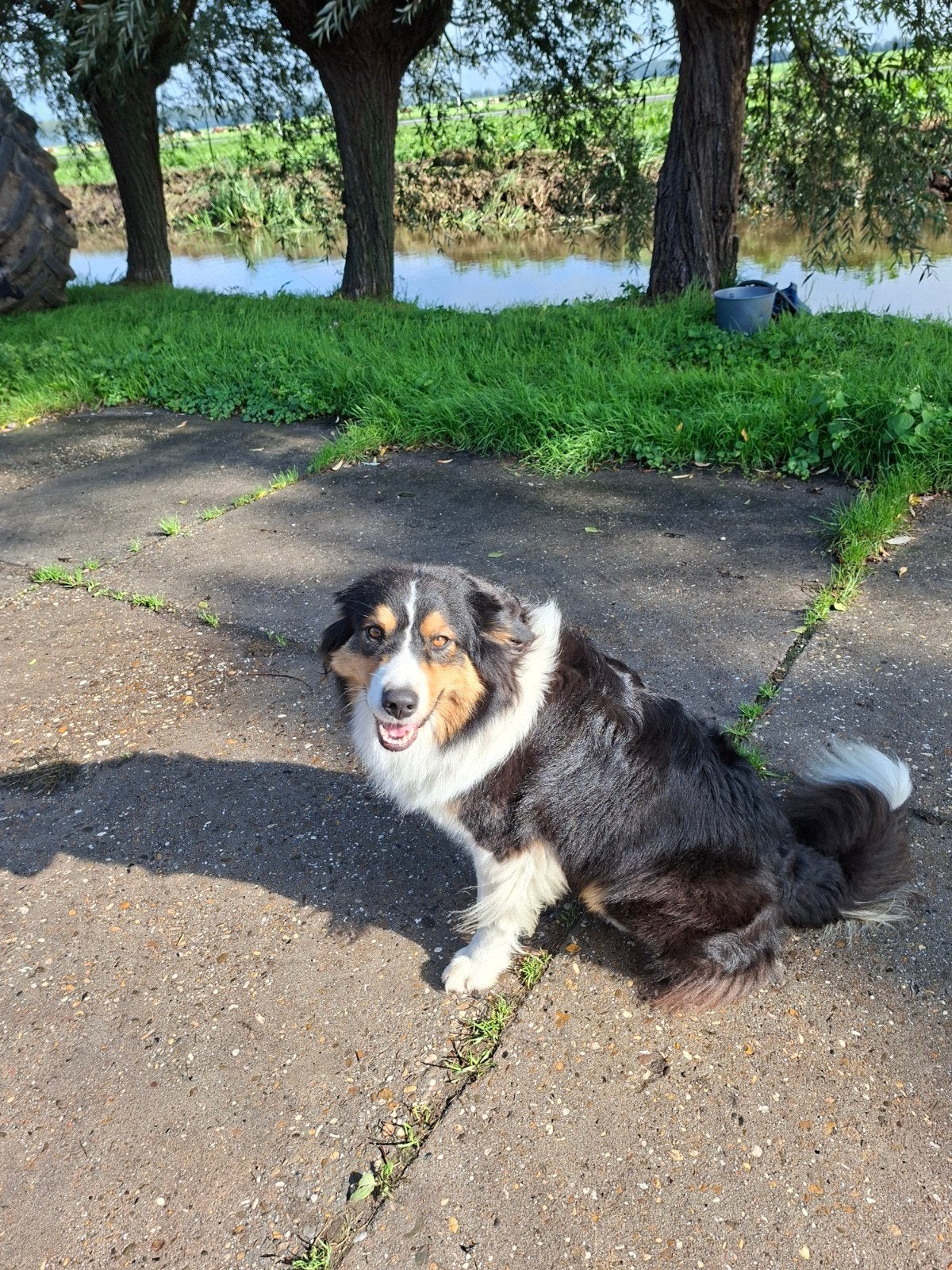 Mooie Australian Shepard teef, Overige rassen, Teef, Eén hond, 3 tot 5 jaar