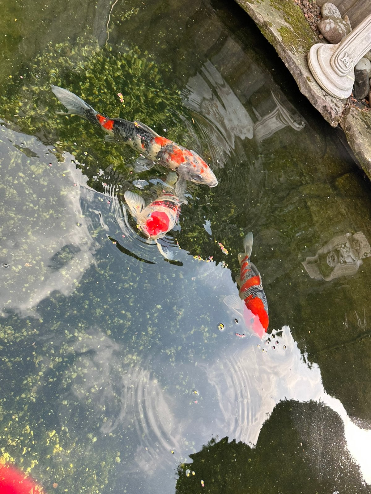 Drie mooie Kois, Karper of Koi