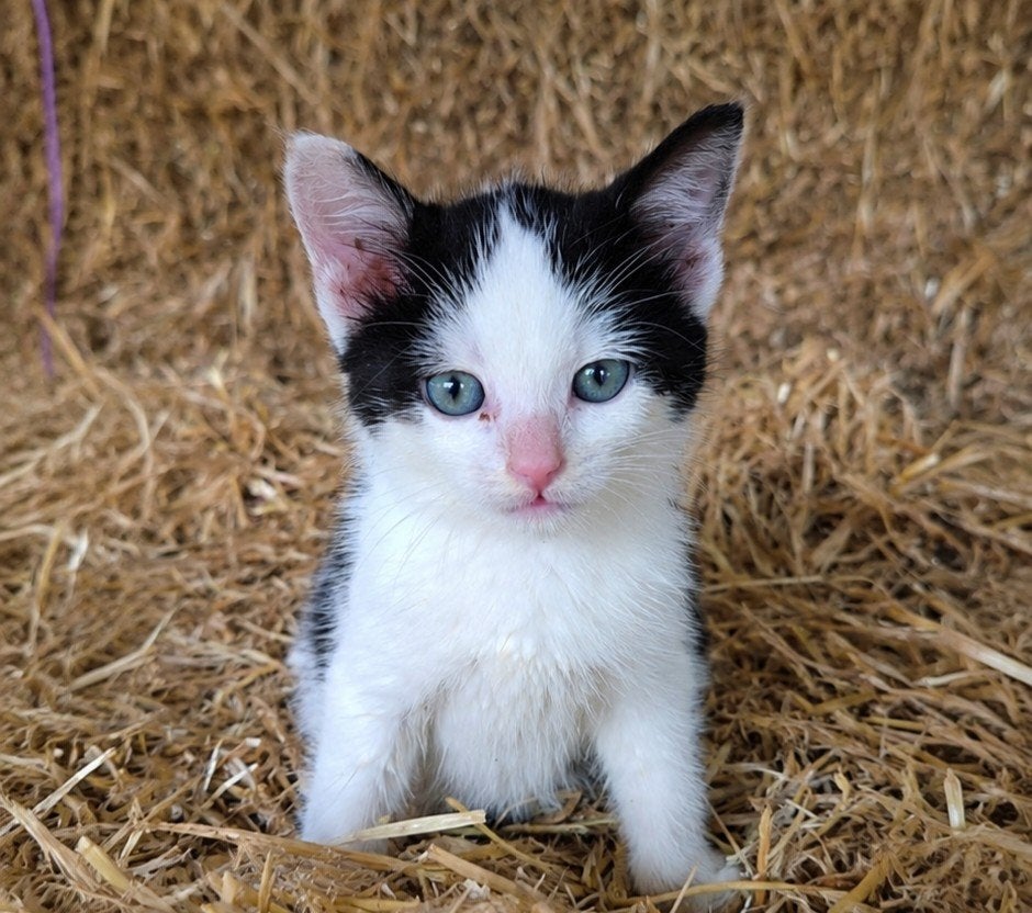 Mooie lieve kitten te koop, Kater, Kortharig, 0 tot 2 jaar