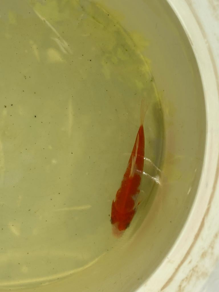 Kohaku shinoda koikarper vis vissen vijver japanse koi, Karper of Koi