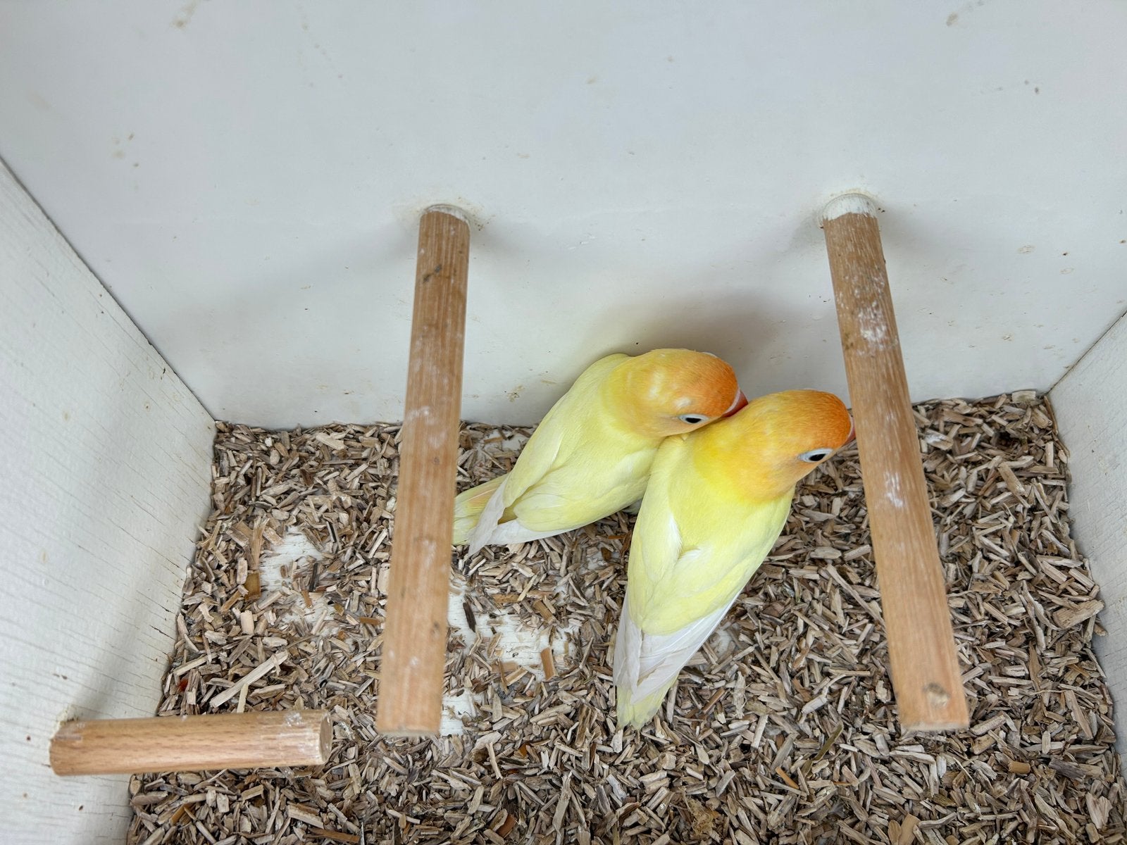 1 stuk Creme Agapornis Fischeri Poppen, Vrouwelijk, Dwergpapegaai of Agapornis, Geringd