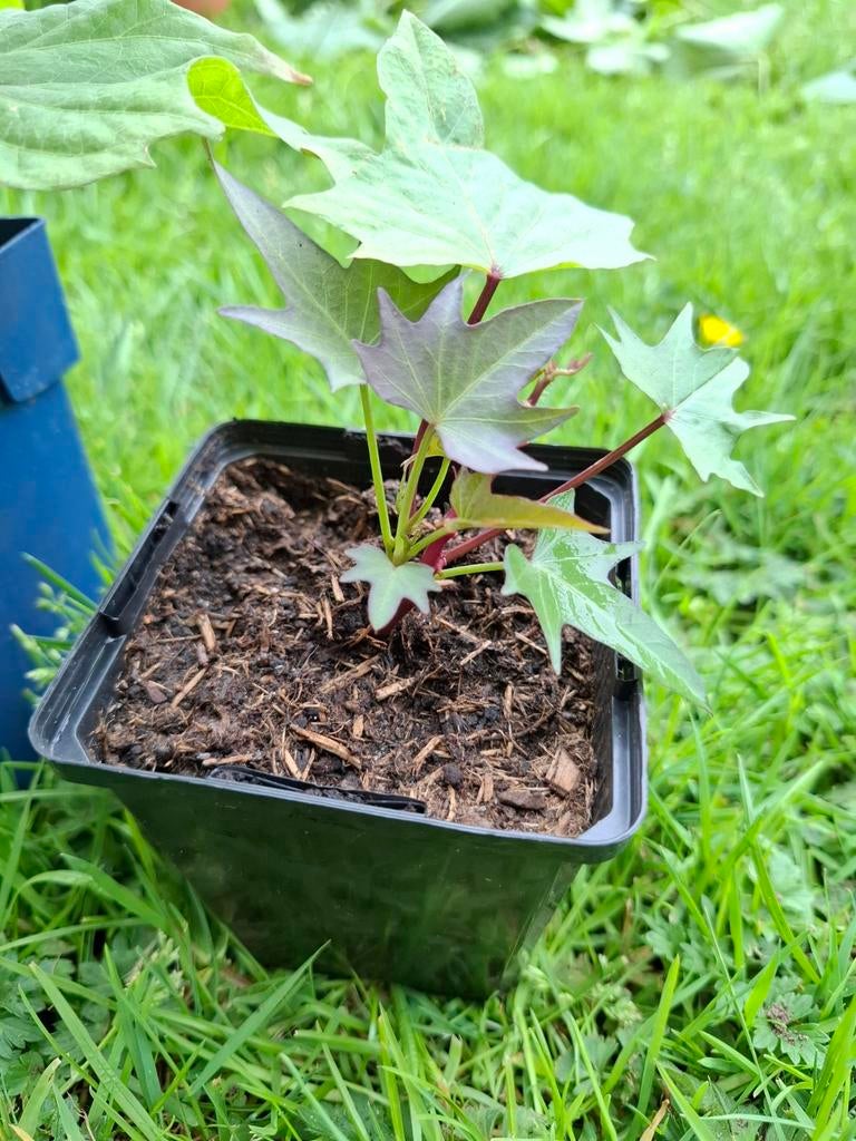 Zoete aardappel planten Sakura paars, Ophalen, Eenjarig, Groenteplanten, Volle zon