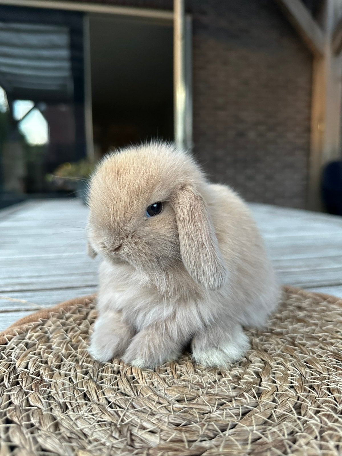 Lief minilop rammetje!, Mannelijk, Dwerg, Hangoor, 0 tot 2 jaar