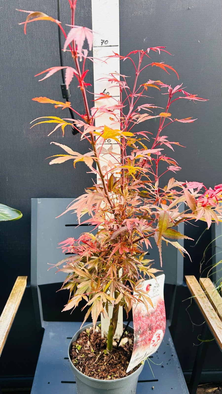 Acer palmatum 'Shaina' - Japanse esdoorn no 1, Vaste plant, Bloeit niet, Halfschaduw, Ophalen